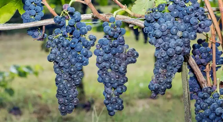 Variedades de uva Aglianico