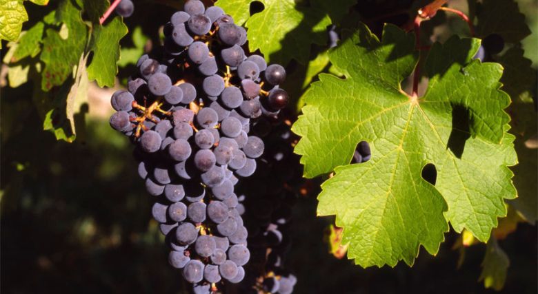 Variedades de uva Cabernet Sauvignon