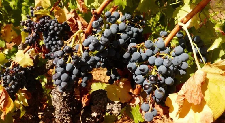 Variedades de uva Garnacha Tinta