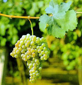 uva Trebbiano