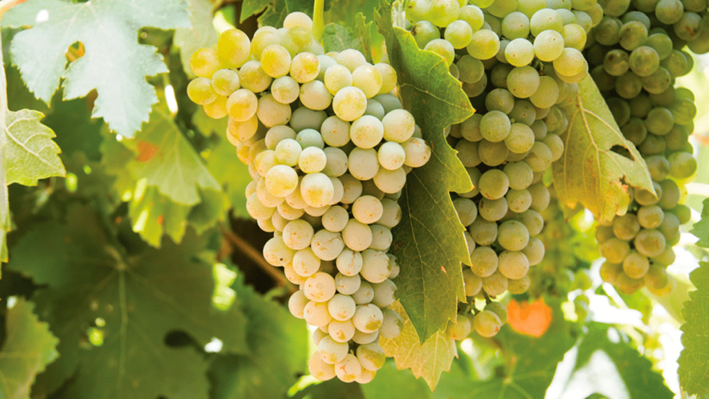 uva fiano