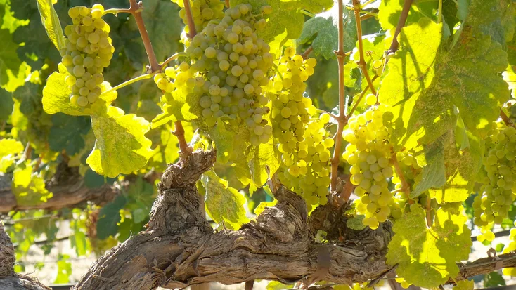 uva marsanne